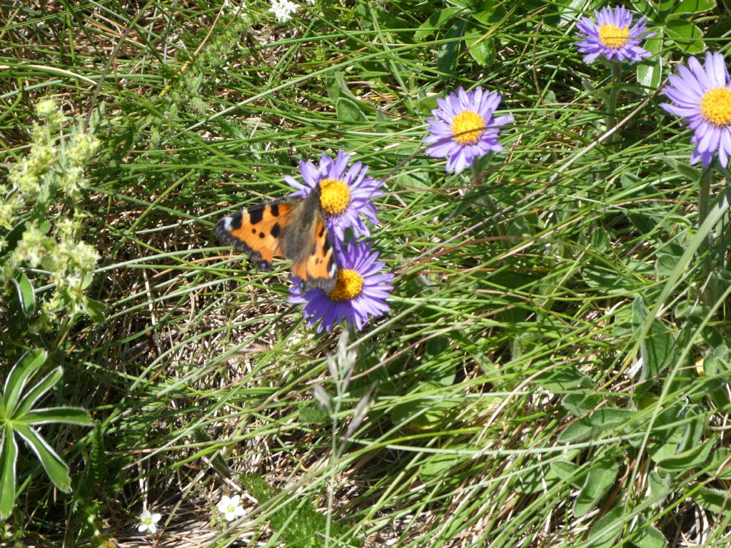 Aglais urticae